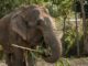 Thailandsk elefantlejr ændrer kurs