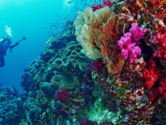 Danskerne tager truede koraller med hjem
